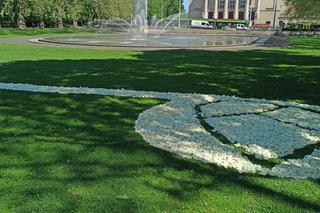 Dywany z kwiatów w Poznaniu