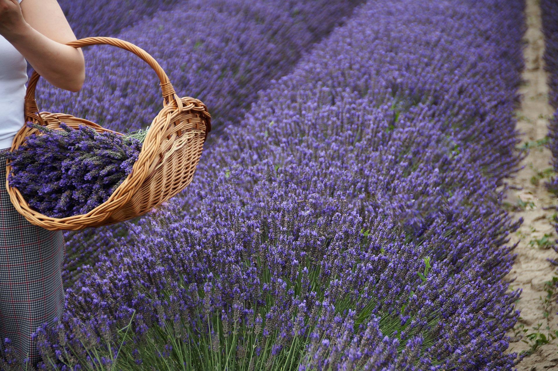 Фото лаванды. Бетта Лаванда (Lavender):. Лавандовые цветы. Лаванда сухая. Лепестки лаванды.