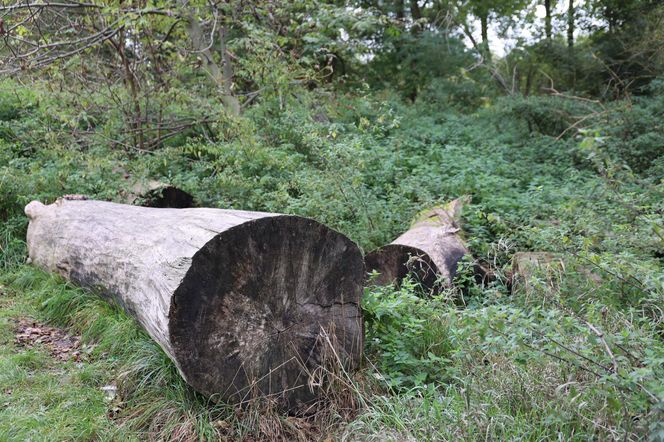 Jesienna odsłona terenów nad Bystrzycą w Lublinie. Tak się prezentuje w październiku