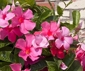 Dipladenia, mandevilla