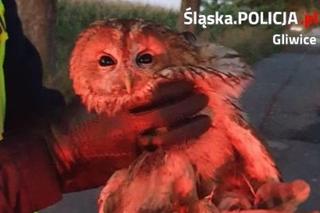 Gliwicka policja zatrzymała... sowę
