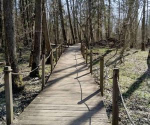 Puszcza Białowieska to idealny pomysł na odwiedziny jesienią