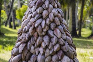 Choinka świąteczna