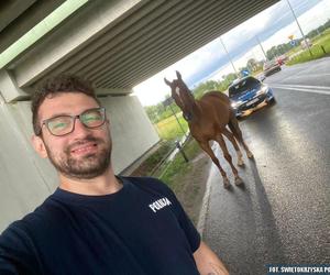 Policjanci zaopiekowali się koniem