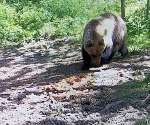 Małopolska. W regionie tarnowskim pojawił się niedźwiedź brunatny