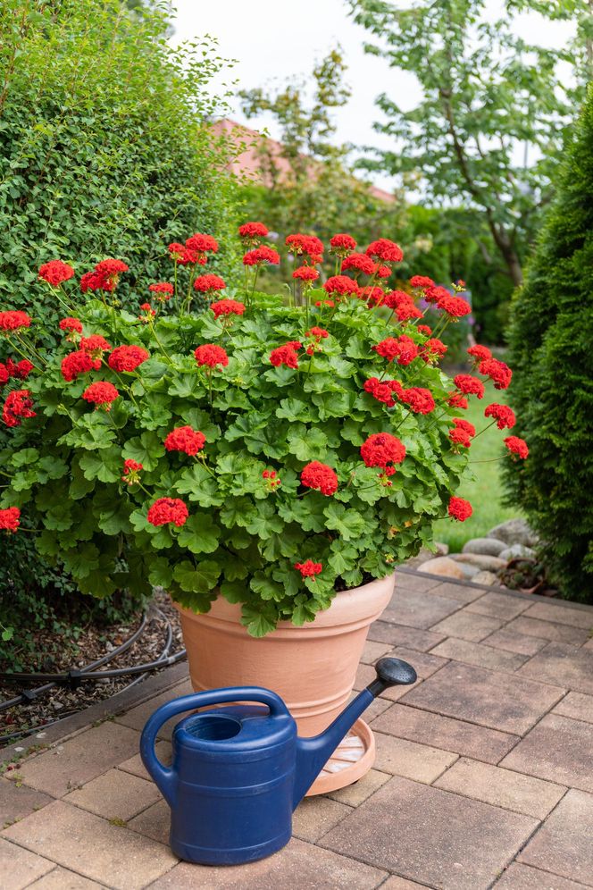 Pelargonia Calliope