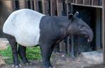 Tapir Willy nowym mieszkańcem Orientarium w Łodzi