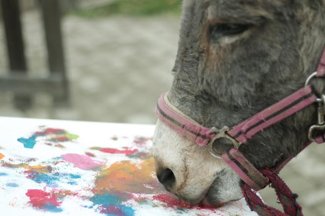 Osły, konie i kuce malują obrazy
