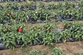 Rolnik rozdają paprykę za darmo! Ceny na skupie to dramat