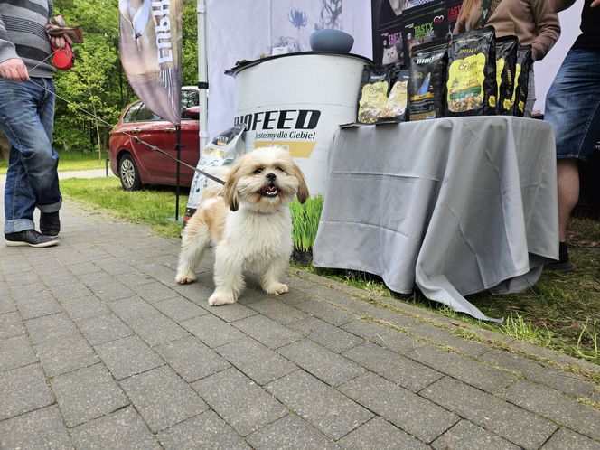 Festiwal Przyjaciół Zwierząt w Olsztynie. Park Centralny opanowały radosne pieski