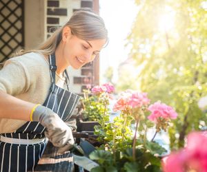 Polki uwielbiają sadzić ten kwiat na swoich balkonach i tarasach. Przyciąga szczęście i fortunę. Znaczenie kwiatów