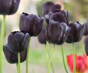 Czarne tulipany 