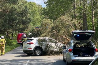 Drzewo spadło na auto na Helu