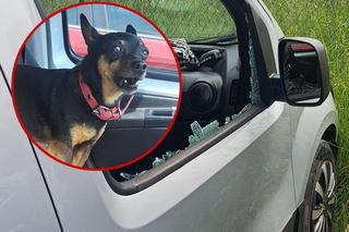 Piesek uwięziony w aucie na terenie Słowińskiego Parku Narodowego. Gdy znaleźli go policjanci, ciężko dyszał