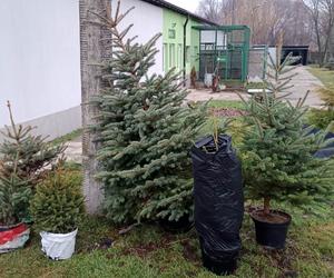 Schronisko daje świątecznym drzewkom drugie życie. Trwa akcja PSYjmiemy choinki