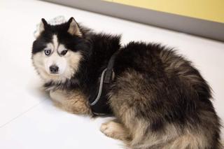 Fabian był stworzony do zarabiania pieniędzy