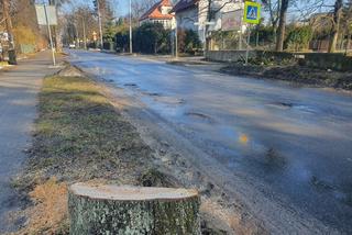 Wycinka drzew w Obornikach Śląskich. Aktywiści: „Czujemy się oszukani”