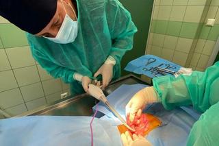 Weterynarze usuwali kamienie z żołądka Gai