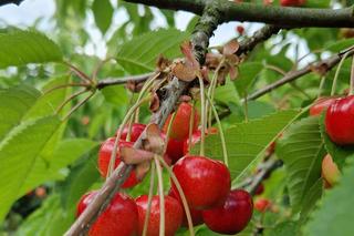 W sadzie pana Marka pod Bydgoszczą dzieje się magia. Najpierw rodzinne zrywanie czereśni, a potem wspólne ognisko 