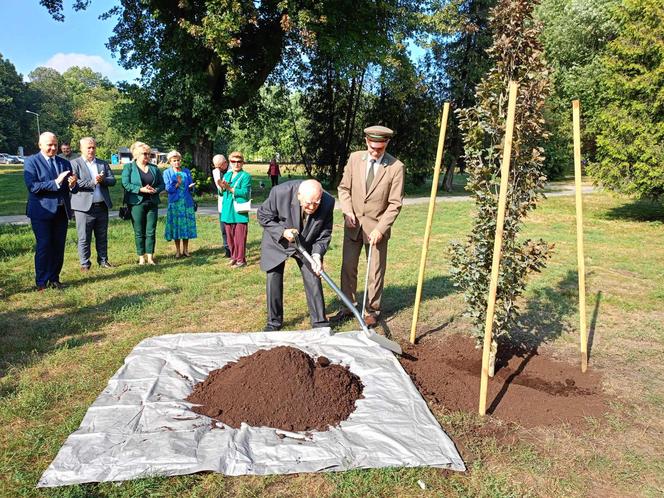 Trzy młode buki purpurowe na Skwerze Leśników Polskich wspólnie zasadzili pracownicy Nadleśnictwa Siedlce i Lasów Państwowych, władze miasta Siedlce i radni.