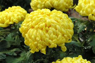 Jak udekorować grób na Wszytskich Świętych