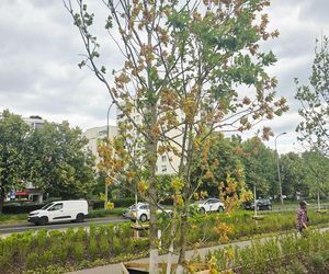 Ogłodek dębowiec zaatakował warszawskie drzewa