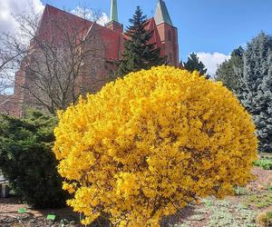 Już 1 kwietnia po zimowej przerwie otwiera się wrocławski Ogród Botaniczny UWr! Co będzie się działo? Ile kosztują bilety?