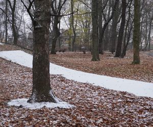 Pierwsze opady śniegu w listopadzie 2024 w dzielnicy Bronowice w Lublinie