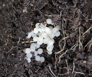 Widzisz białe kuleczki na ziemi w ogrodzie? Szybko je zniszcz, bo to cicha bomba. Wiosną na pewno sobie podziękujesz