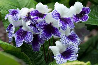 Skrętnik (Streptocarpus)