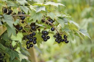 Brązowe plamy na liściach czarnej porzeczki [Porada eksperta]