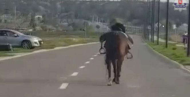 Zagalopował się na ulicach Świdnika. Policja prowadziła pościg za... osiodłanym koniem [ZDJĘCIA]