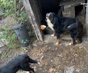 Na terenie Świętochłowic zrobili sobie mini-zoo. Zwierzęta były strasznie zaniedbane