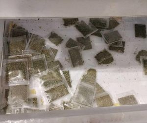 Areszt za uprawę marihuany. 