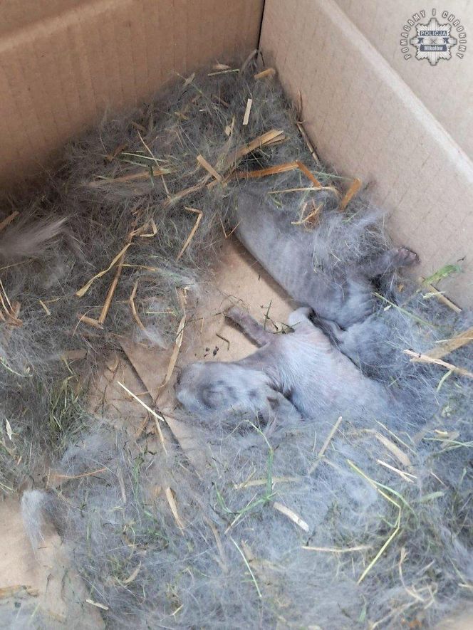 Malutkie króliczki porzucone przy cmentarzu na pewną śmierć. To, co się stało później, wzrusza do łez