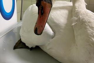 Łabędzica Lusia postrzelona w dziób i skrzydło