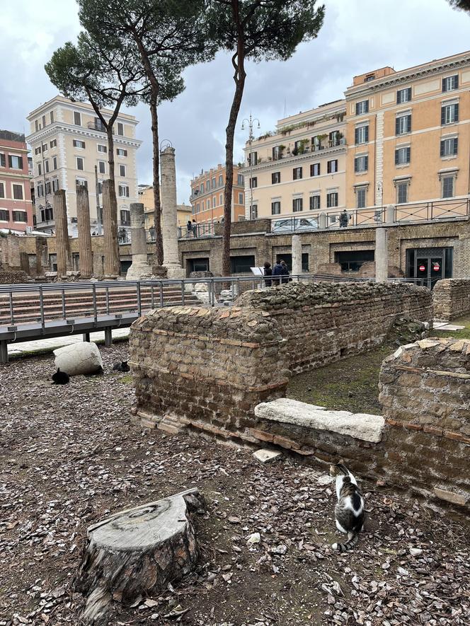 Largo Argentina w Rzymie. Koty zamieszkały w starożytnych ruinach - zobacz zdjęcia