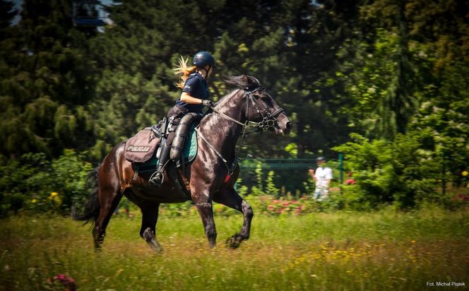 Policyjne wierzchowce od lat wspierają śląską policję