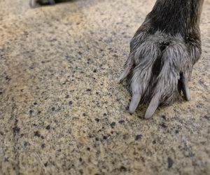 Dramat w Pruszkowie. Przetrzymywał zwierzęta w skandalicznych warunkach. Właściciel próbował się ich pozbyć