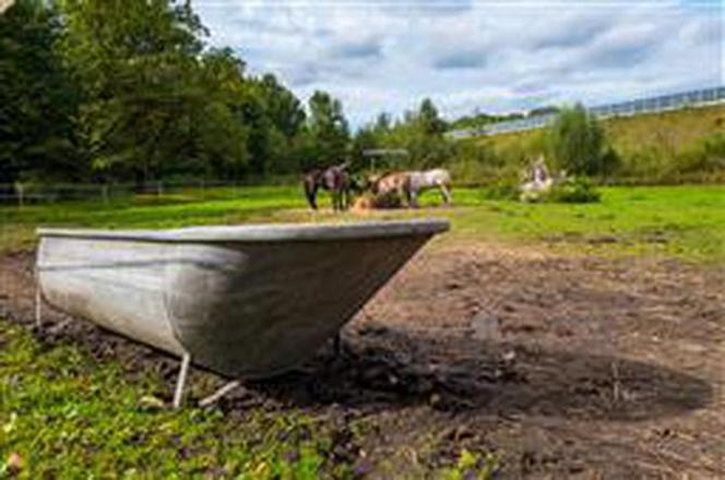 Stadnina koni w Bytomiu