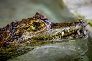 Majówka w Orientarium ZOO Łódź. Egzotyczna przygoda dla całej rodziny