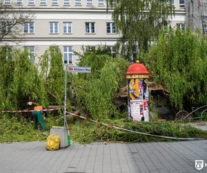 Stara wierzba płacząca w centrum Kielc złamana! 