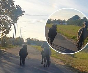 Po ulicach Nakła biegały dwa konie i zwiedzały okolicę. Uciekinierów eskortowała policja