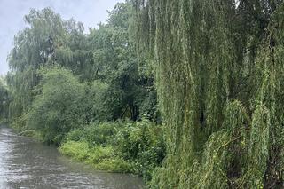 Brynica woj. śląskie - Sosnowiec, Stawiki