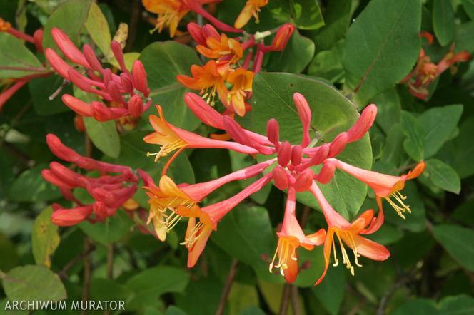 Wiciokrzew Browna GOLDEN TRUMPET  - Lonicera x brownii 'Golden Trumpet'