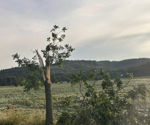 Dolnośląskie. Burze wyrządziły wiele szkód w regionie. Tak wyglądają okolice Jawora [ZDJĘCIA].