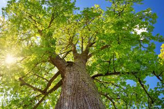 Drzewa liściaste do ogrodu - gatunki i rodzaje najpiękniejszych ozdobnych drzew liściastych w ogrodzie