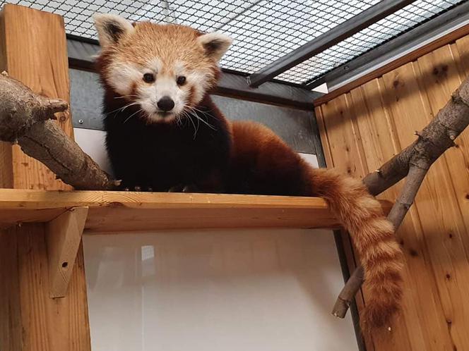 Panda ruda z warszawskiego ZOO