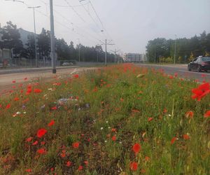 Kwietne łąki w Toruniu. MZK chwali się estetycznymi i ekologicznymi walorami