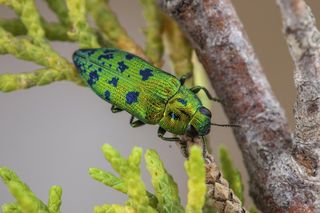 Obserwowano larwy i ślady żerowania. Kolejna plaga „obcych” w Małopolsce 